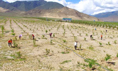 億利推進西藏生態產業扶貧