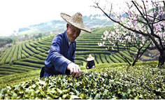 陝西綠茶：“精准扶貧”在行動
