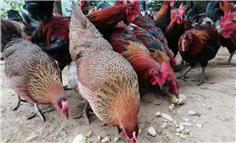 雲南金平：“金平諾瑪飛雞”產業項目