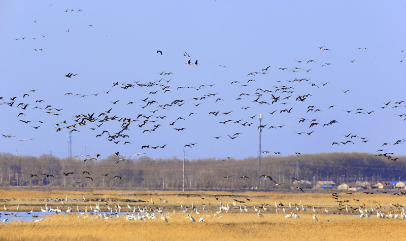 白鶴和豆雁在遷徙途中，停留、覓食。