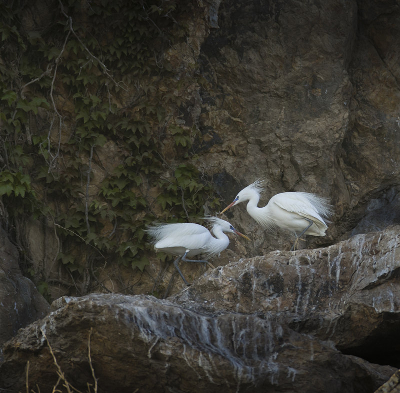 黃嘴白鷺在岩石峭壁邊駐足飲水。