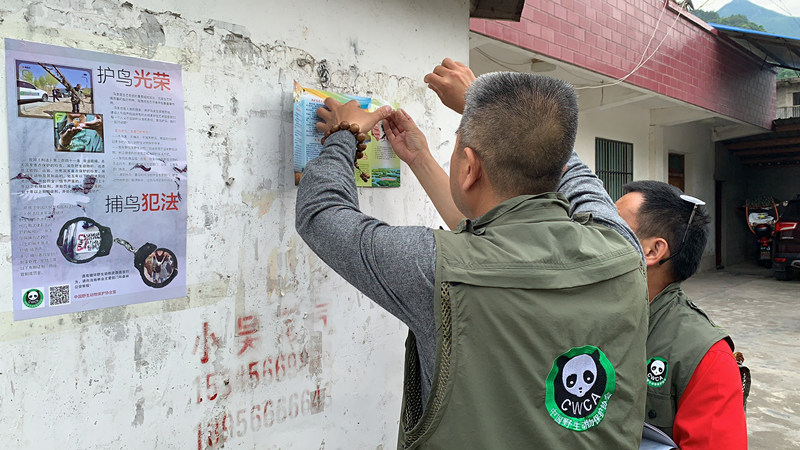 志願者開展保護候鳥巡護，在村庄張貼保護候鳥宣傳海報。